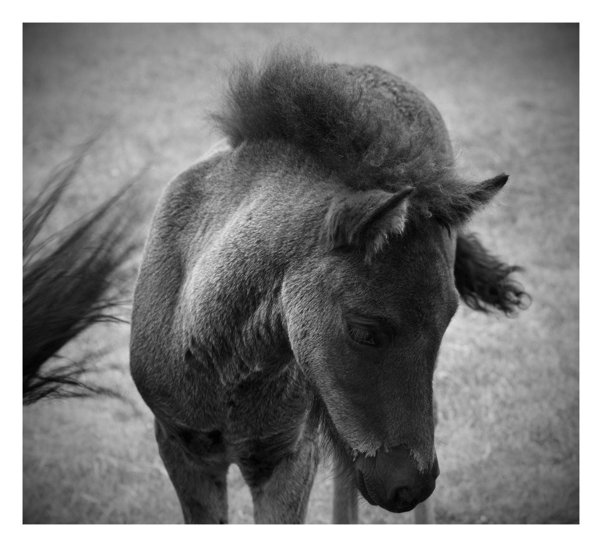 Baby Icelandic Pony